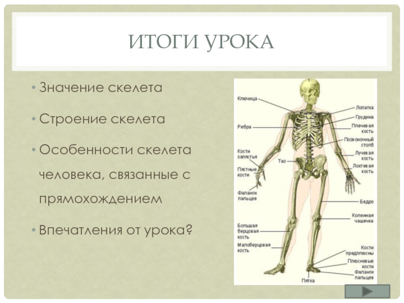 Итоги урокаЗначение скелетаСтроение скелетаОсобенности скелета  человека, связанные с прямохождениемВпечатления от урока?