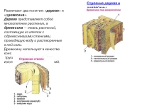 Строение дерева 6 класс. Строение и структура пород древесин. Строение и функции древесины ствола. Макроскопическое строение дерева. Элементы макроскопического строения древесины.