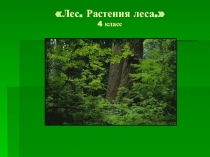 Презентация по окружающему миру Жизнь леса
