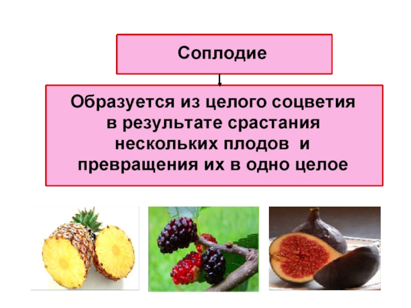Простые плоды сложные плоды соплодия. Плоды презентация. Презентация на тему плоды. Проект на тему плоды. Плод это в биологии.