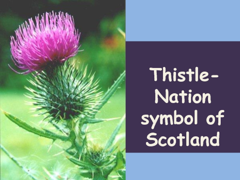 Thistle-Nation symbol of Scotland