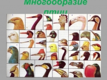 Презентация по биологии на тему Многообразие птиц
