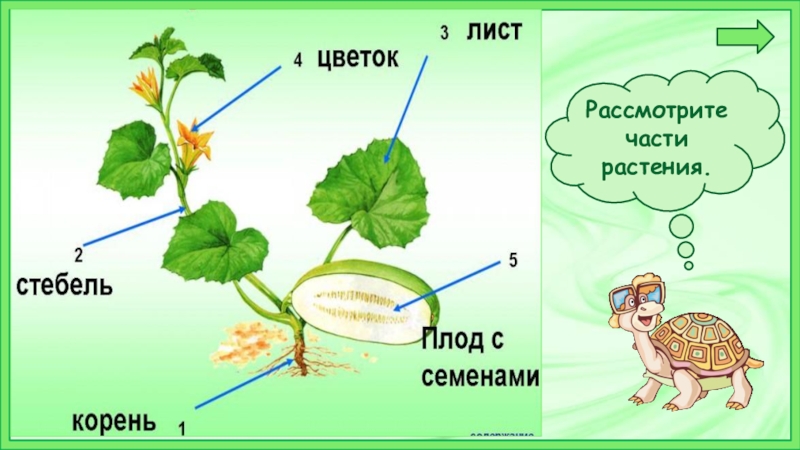 Части растений окружающий мир 1. Части растения 1 класс окружающий мир школа России. Презентация части растений 1 класс школа России. Части растений 1 класс презентация по ФГОС. Что общего у растений 1 класс презентация школа России.