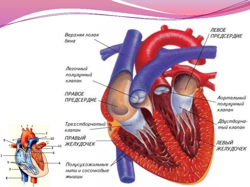 Строение сердца на рисунке
