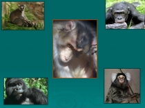 Презентация по биологии на тему Класс Млекопитающие. Отряд Приматы (7 класс)