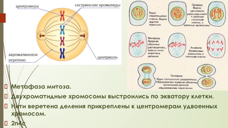 Хроматид в ядре. Двухроматидные хромосомы. Двухроматидные хромосомы митоз. В метафазе хромосомы двухроматидные. Хромосомы в метафазе митоза.
