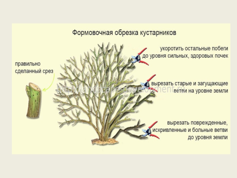 Формовочная стрижка кустарников что это