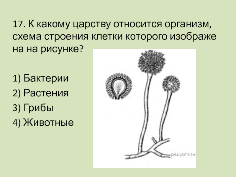 К какому царству относится организм схема строения клетки