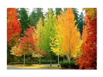 Презентация к уроку ИЗО на тему: Осенняя палитра.