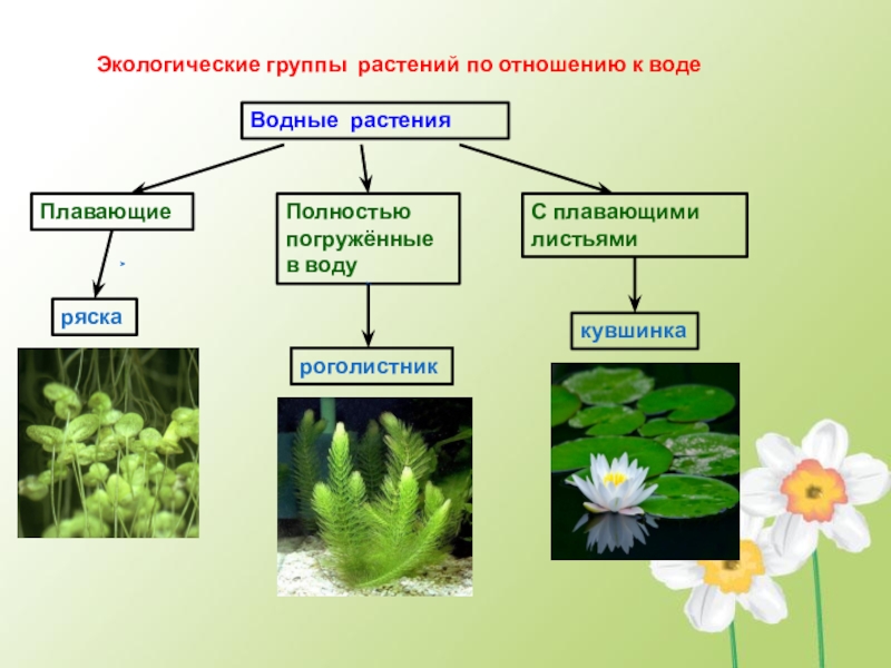 Растений отношения. Экологические группы растений гидрофиты. Экологические группы растений по отношению к воде. Экологические группы по отношению к воде. Растения разных экологических групп.