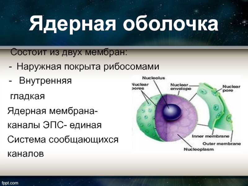 Картинка ядерная мембрана