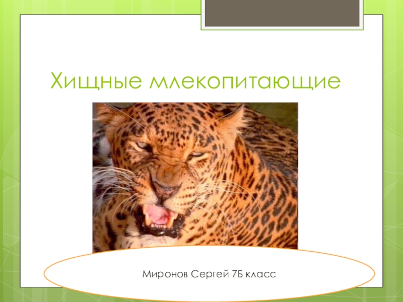 Презентация Презентация по биологии Хищные млекопитающие 7 класс