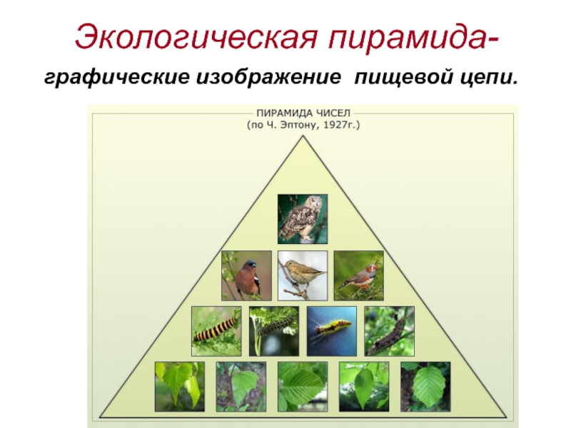 Графическое изображение пищевой цепи это