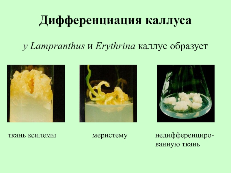 Дифференциация каллуса  у Lampranthus и Erythrina каллус образует