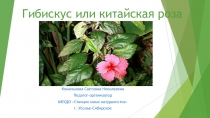 Презентация по окружающему миру Гибискус