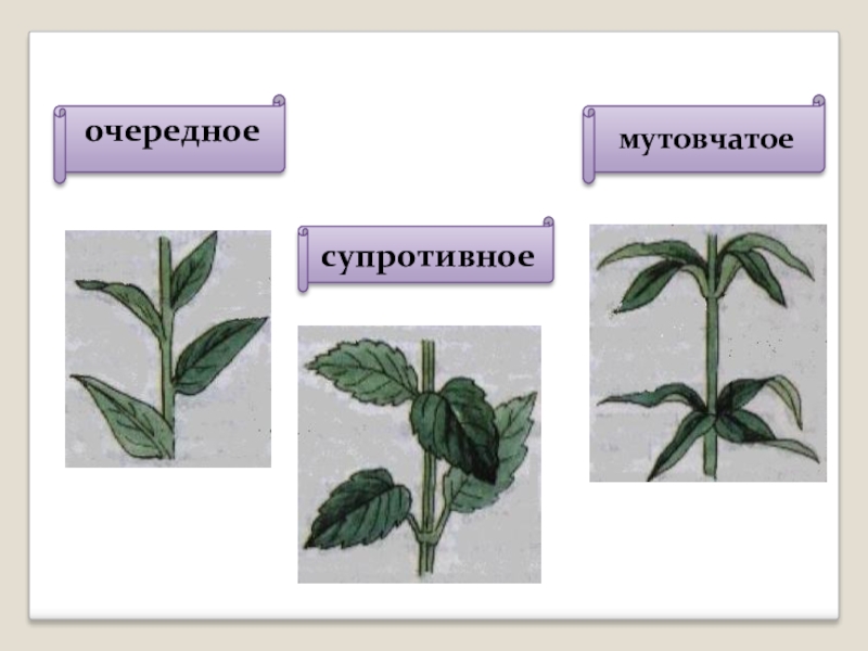 Строение листьев 6 класс. Лист его строение и значение 6. Лист и его строение 6 класс. Биология 6 класс тема лист его строение. Супротивное жилкование листа.