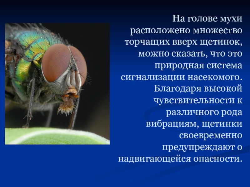 Мусагалиев про муху. Строение глаза мухи. Муха для презентации. Строение головы мухи. Органы на голове мухи.