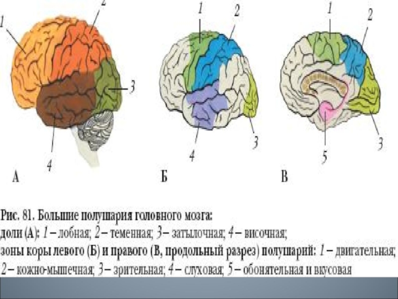 Большие полушария головного мозга функции и строение. Строение головного мозга доли коры. . Строение головного мозга и доли больших полушарий.. Зоны коры левого полушария головного мозга.