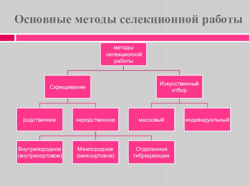 Презентация на тему селекция животных 9 класс