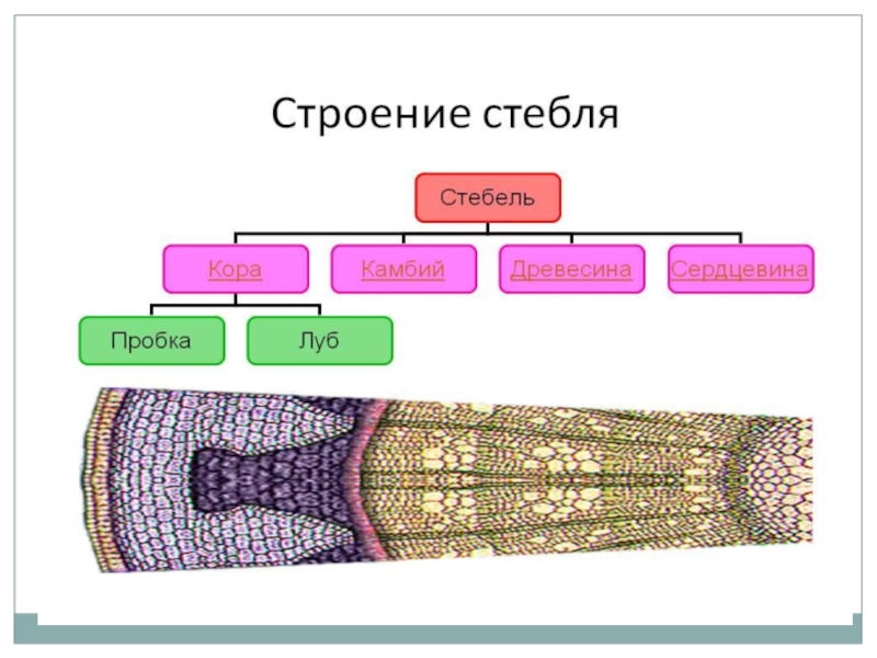 Строение стебля 6 класс биология рисунок