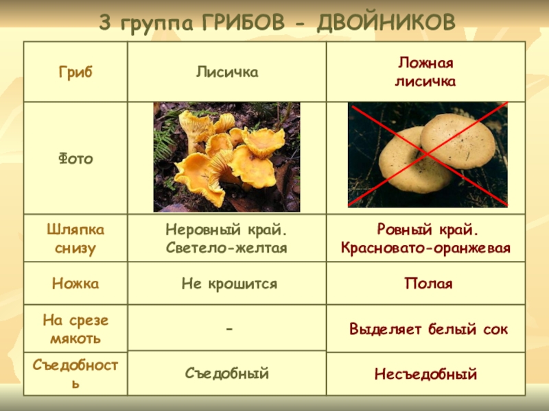 Грибы двойники. Ложная Лисичка шляпка снизу. Лисичка гриб шляпка снизу. Грибы двойники лисички. Шляпка снизу лисички и ложные лисички.