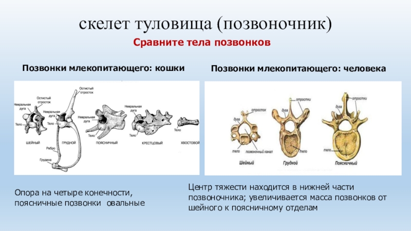 Особенности позвоночника человека связанные с прямохождением. Позвонки млекопитающих. Соединение позвонков у млекопитающих. Грудной позвонок млекопитающих. Особенности скелета человека позвоночник.