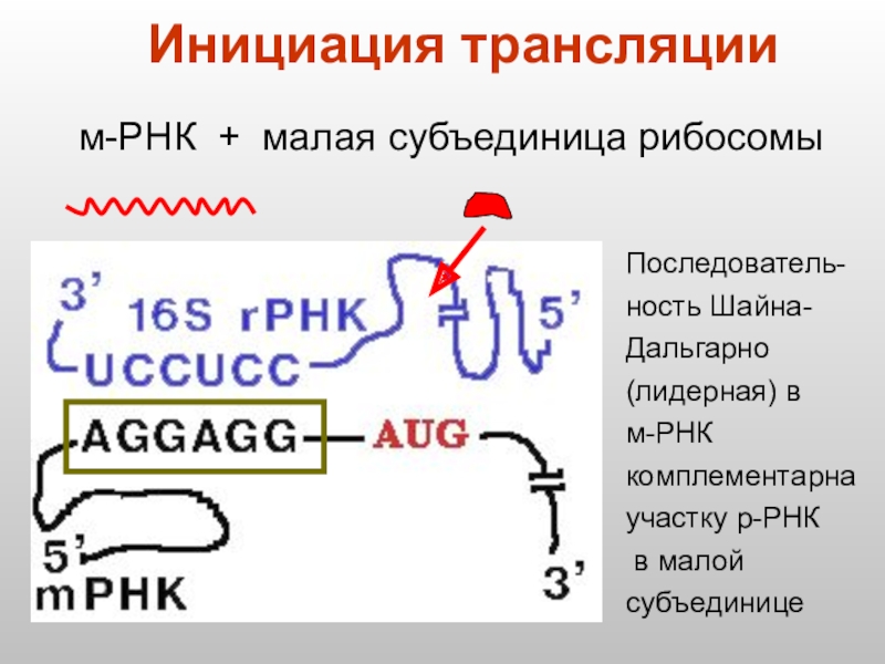 Трансляция тема. Инициация РНК. Малая субъединица РРНК. Субъединицы РНК. Инициация малая субъединица.