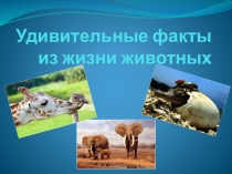 Презентация к уроку биологии, окружающего мира Удивительные животные
