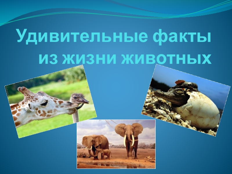 Презентация Презентация к уроку биологии, окружающего мира Удивительные животные