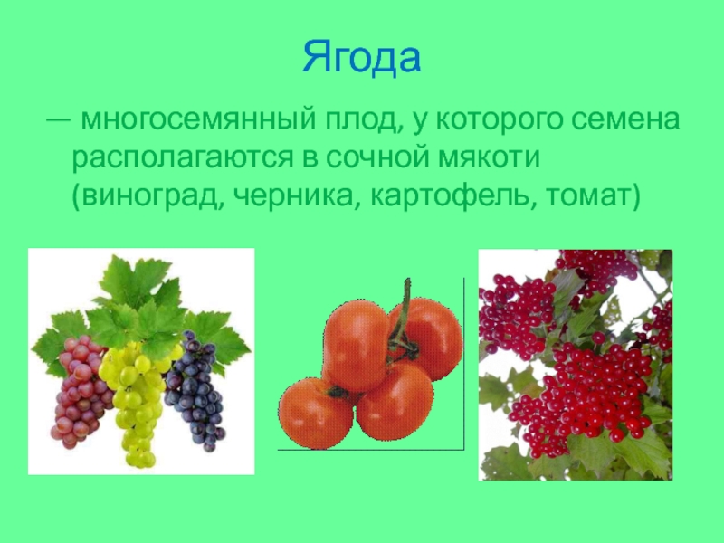 Ягода — многосемянный плод, у которого семена располагаются в сочной мякоти (виноград, черника, картофель, томат)