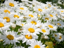 Презентация по истокам на тему  Семья ( 2 класс)