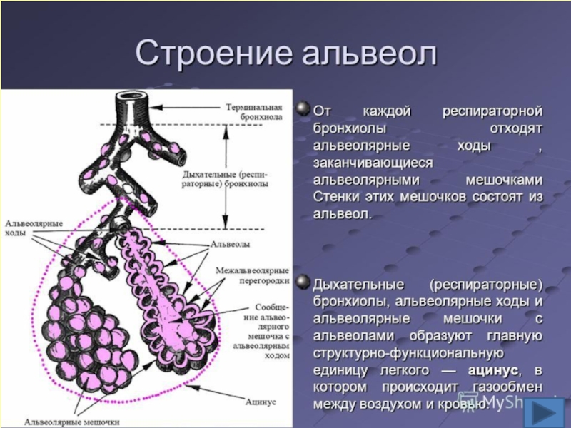 Презентация гистология дыхательной системы