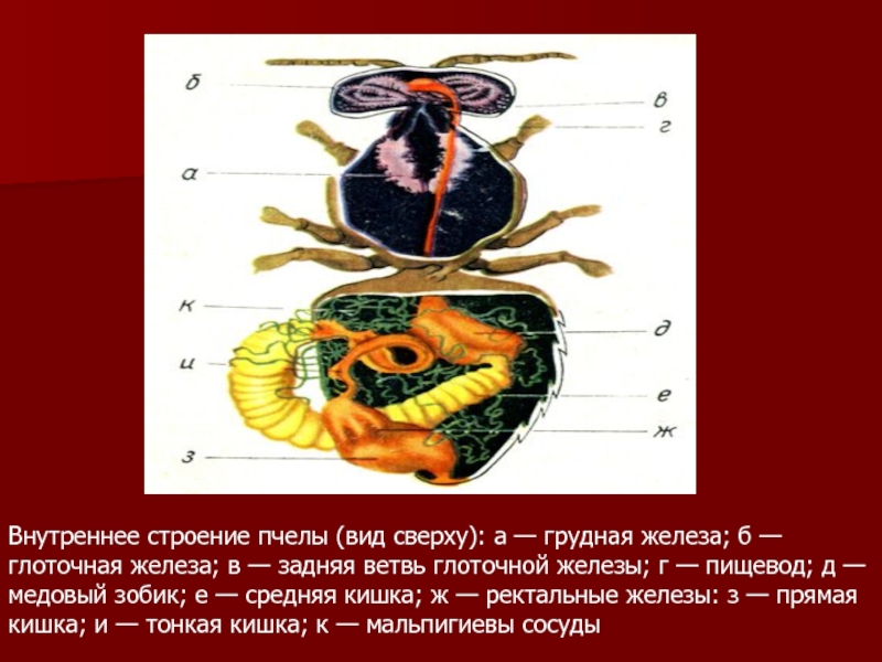 Схема строения пчелы