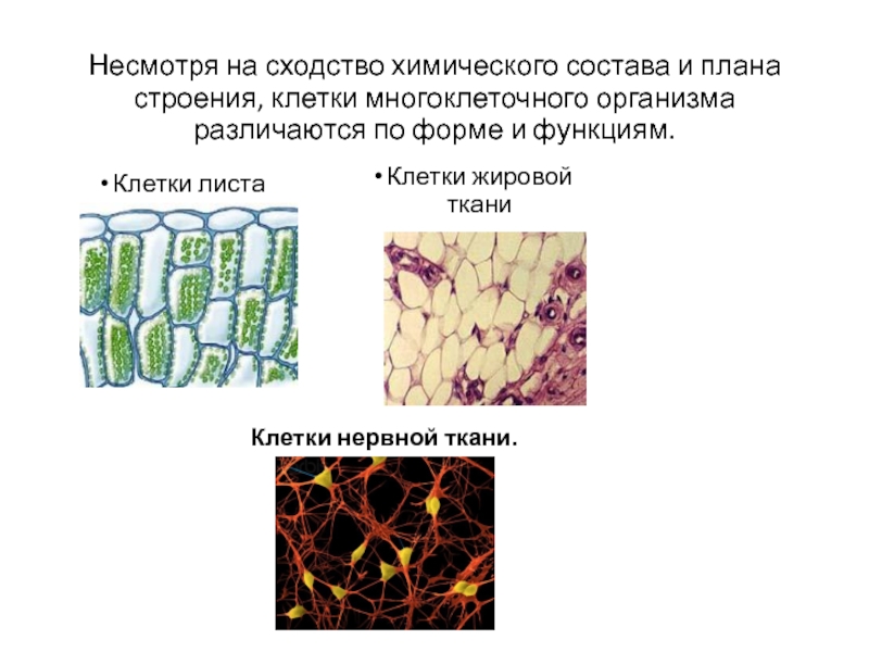 Клетки сходные по строению. Нарисовать две группы клеток многоклеточного организма ткани. Клетки многоклеточного организма и ткани. Строение клетки многоклеточного организма. Строение многоклеточных организмов.