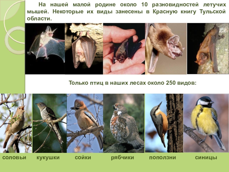 Проект по окружающему миру 4 класс красная книга тульской области