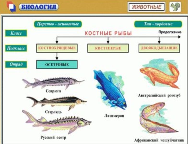 Таблица по рыбам