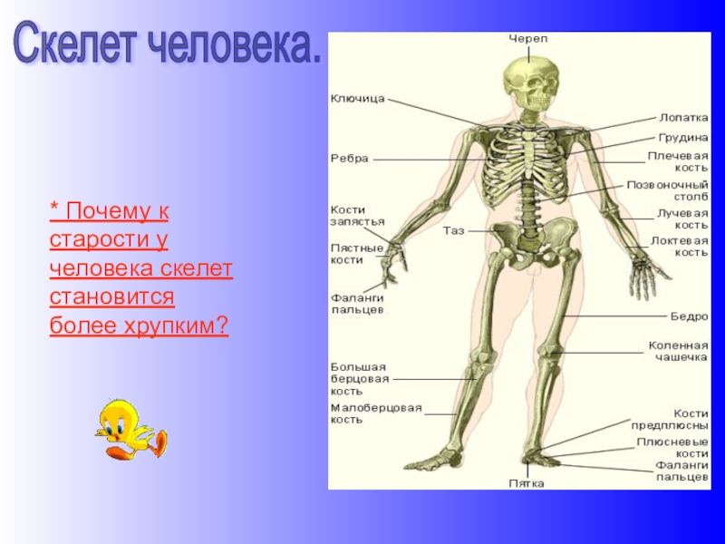 Человек стал скелетом