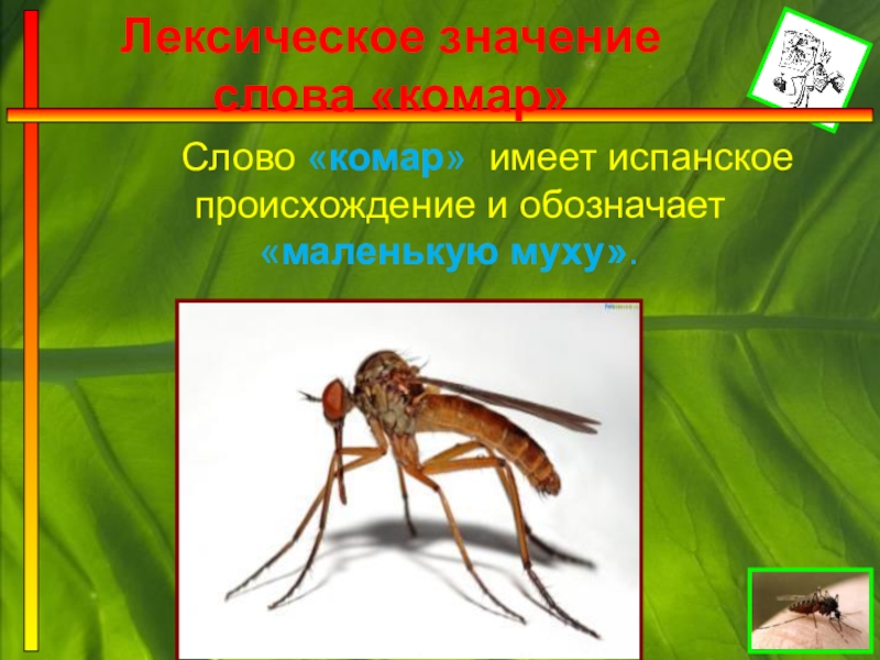 Мухи комары текст. Значение комара. К какому классу относится комар. Что означает слово комар. Комар какой прилагательные для детей.