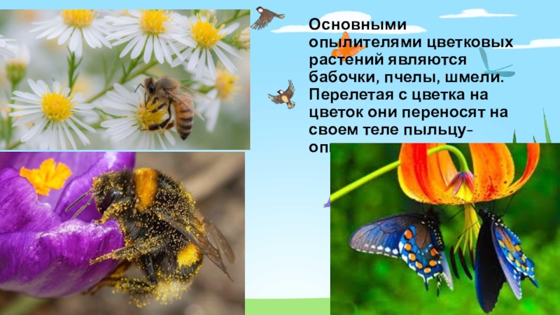 Пчела и бабочка текст. Опылители цветковых растений. Растения опыляемые насекомыми. Опыление цветковых растений насекомыми. Пчелы опыляют растения.