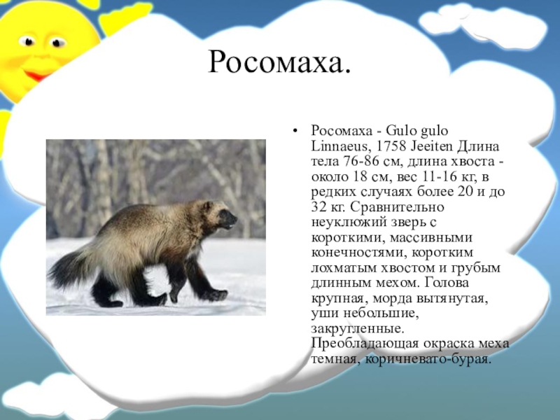 Росомаха животное кратко. Росомаха описание животного. Росомаха доклад. Сообщение о Росомахе. Росомаха животное сообщение.