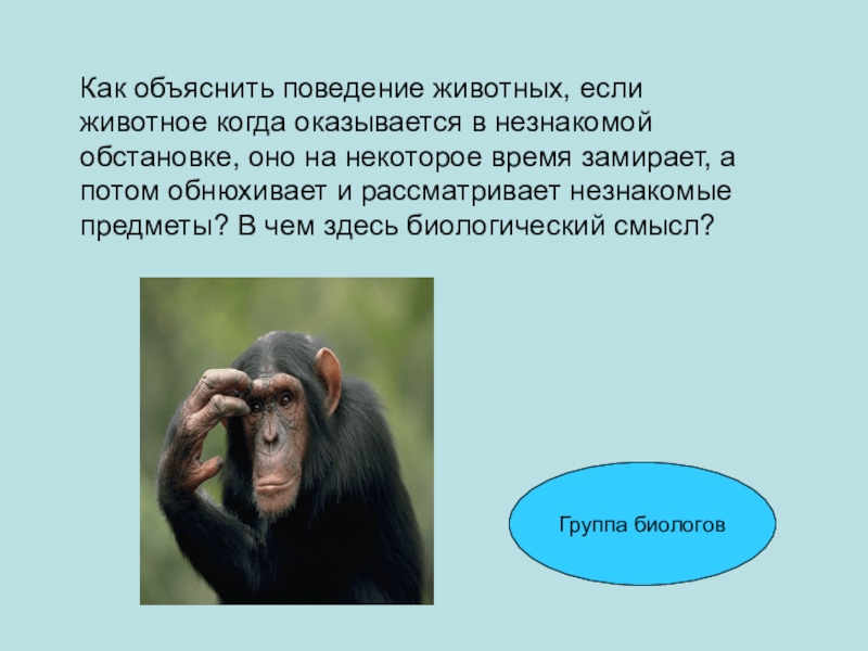 Объяснение поведения. Животное в незнакомой обстановке. Где живет психика. Как объяснить. Время по поведению животных.