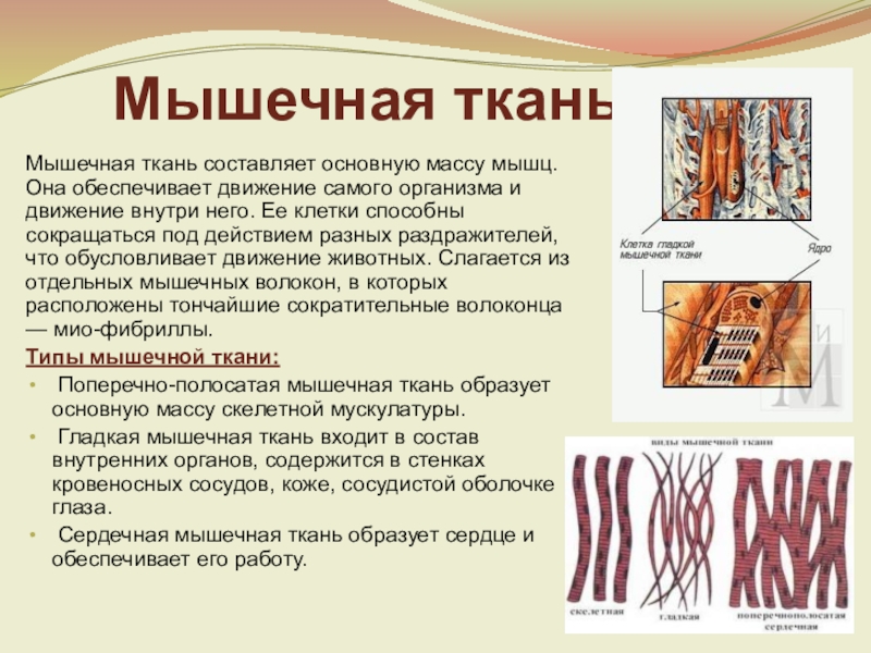 Презентация на тему ткани животных