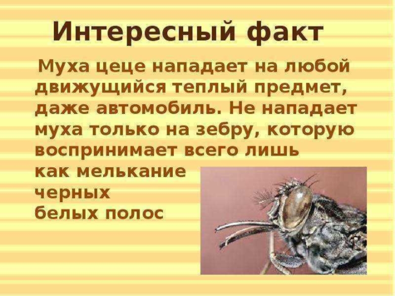 Муха образование. Муха ЦЕЦЕ паразитология. Интересные факты о мухах. Интересные факты о мухе ЦЕЦЕ. Муха насекомое интересные факты.