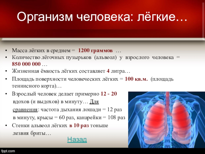 Легкие весят. Масса лёгких у взрослого человека. Вес легких у взрослого человека. Размер лёгких у взрослого человека. Масса легких у взрослого человека.