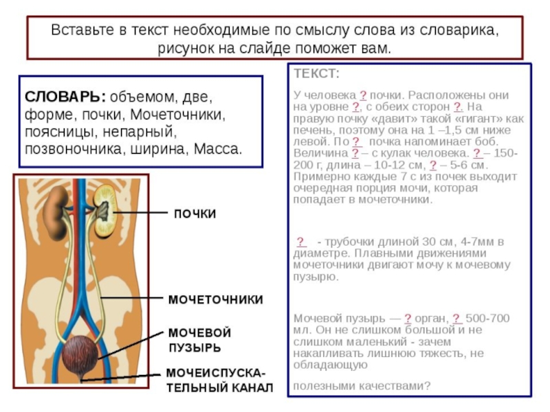 Презентация выделительная система 8 класс биология