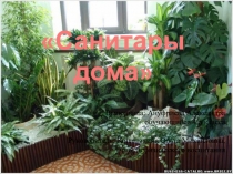 Презентация к работе Санитары дома
