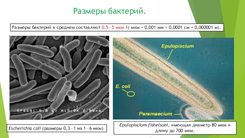 Размеры бактерий. Сравнительные Размеры микроорганизмов. Сравнительные Размеры бактерий. Размер микроба.