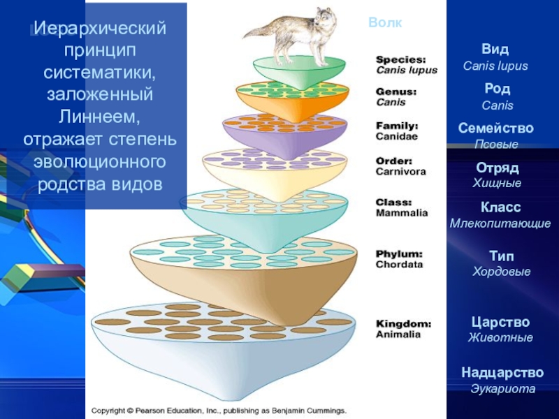 Система линнея схема