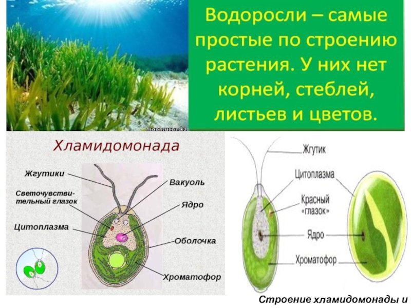 Водоросли общая характеристика 5 класс биология презентация сивоглазов