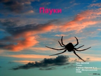 Презентация по биологии на тему Пауки (7 класс)